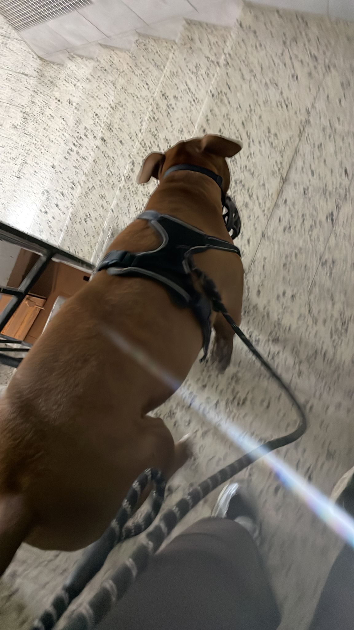 ניר אילוף כלבים